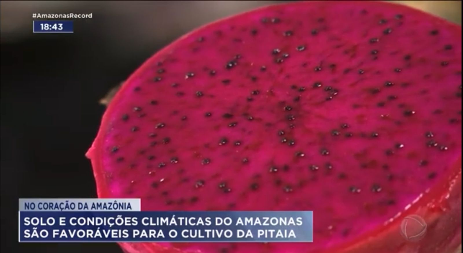 Manaus pode se tornar a capital da pitaia.